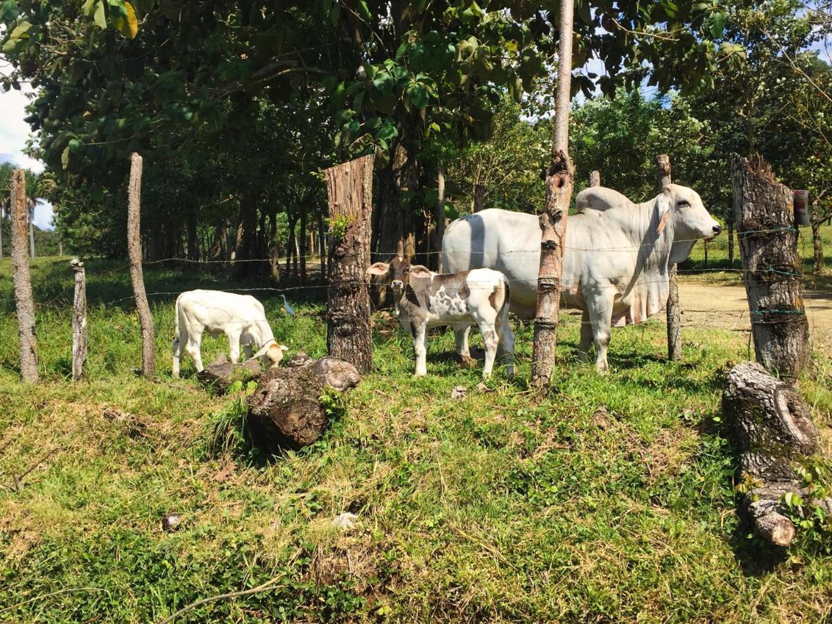 Brahman Bungalows On Pavones Point Екстериор снимка